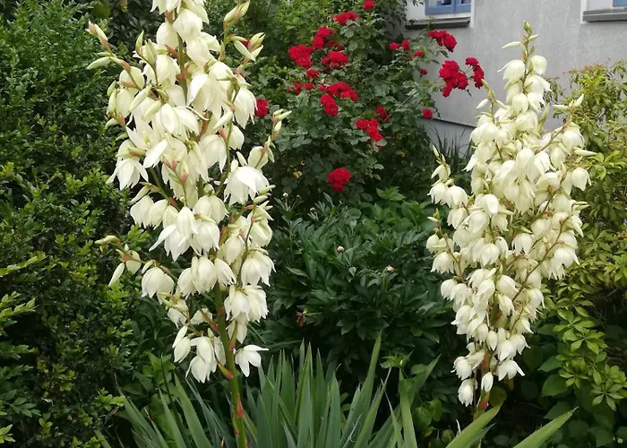 Homestay Comfort Double With Private Bathroom *